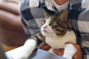 精神科コンサルの高報酬リモート仕事はどのように得られる？