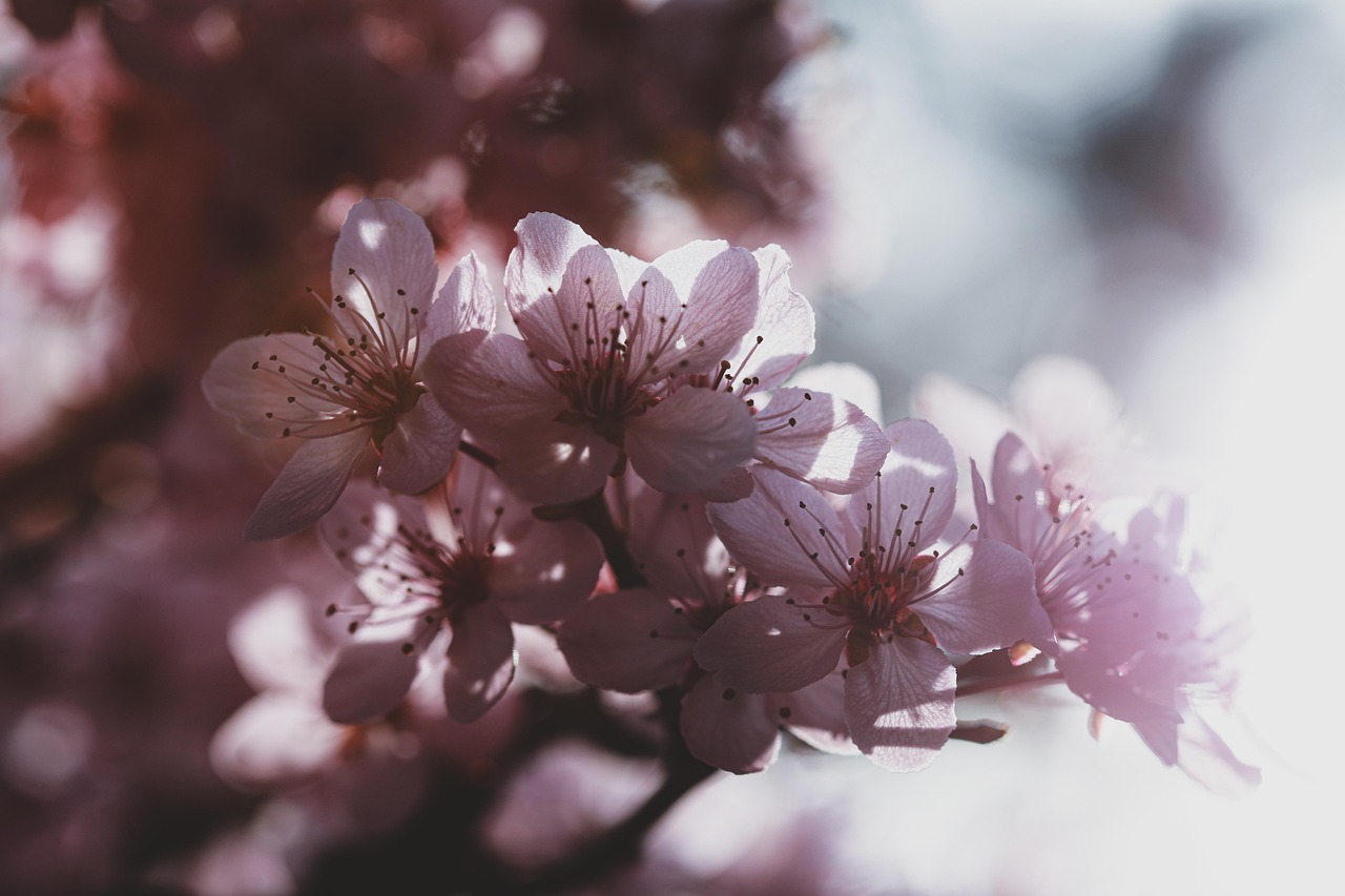 耳鼻科での花粉症治療が高額になるシーズンはいつ？