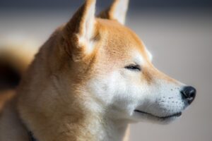 麻酔科のICUカバーで得られる高報酬とは？