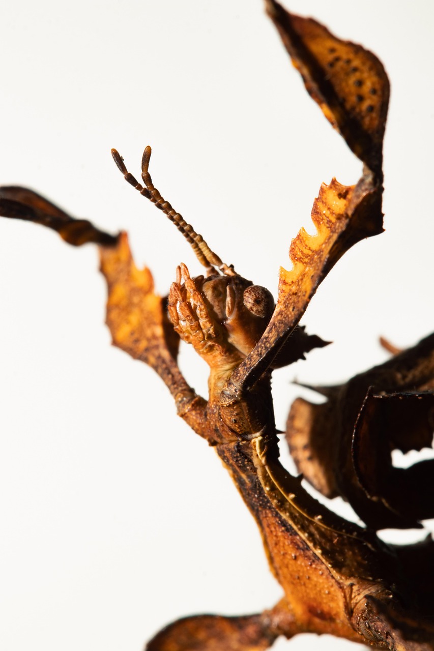 病理医が在宅で行う高時給の読影業務とは？