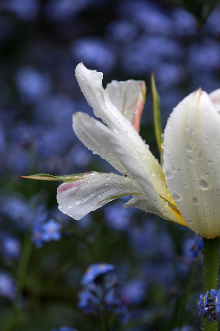 医師がペットクリニックでバイトする際、獣医ではなく人間科目の選択肢は？